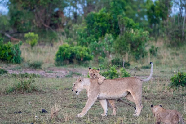 Löwenjunge und Löwin — Stockfoto