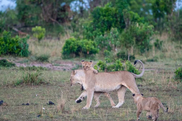 Lion cubs and lioness — Stock Photo, Image