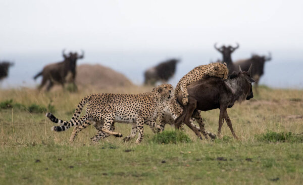 Cheetahs attacking wildebeest