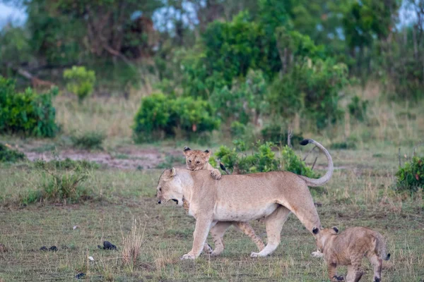 Lion cuccioli e leonessa — Foto Stock