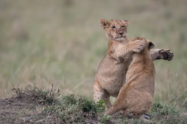 Twee leeuwenwelpen spelen — Stockfoto