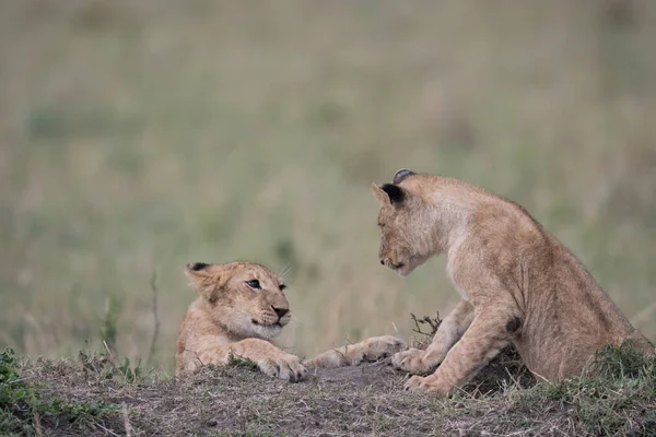 Dois filhotes de leão jogando — Fotografia de Stock
