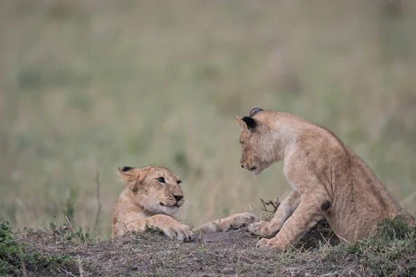 Two lion cubs playing