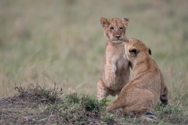 İki aslan yavrularını oynarken