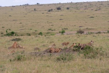 bir öldürmek de aslan gurur
