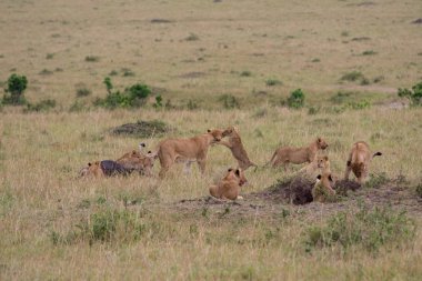 bir öldürmek de aslan gurur
