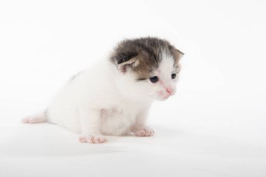Sevimli beyaz tekir kedi yavrusu beyaz izole