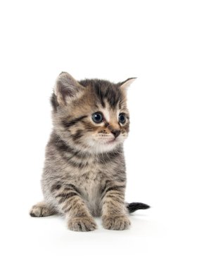 şirin tabby yavru kedi beyaz