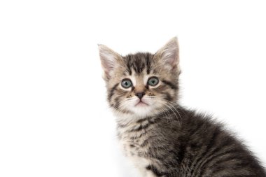 şirin tabby yavru kedi beyaz 