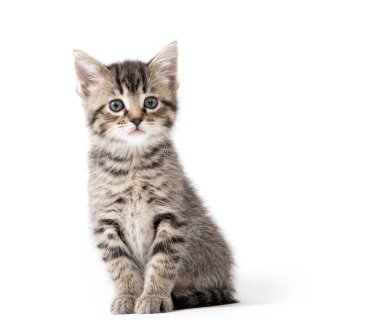 şirin tabby yavru kedi beyaz 