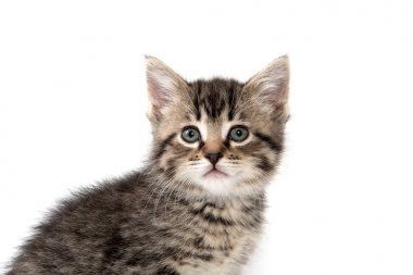 şirin tabby yavru kedi beyaz 