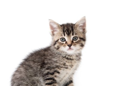 şirin tabby yavru kedi beyaz 