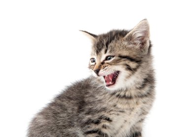 şirin tabby yavru kedi beyaz 