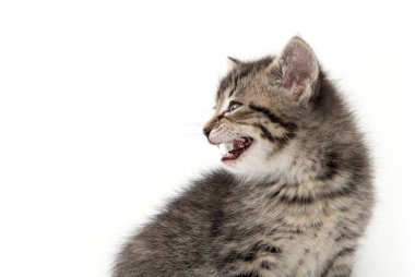 şirin tabby yavru kedi beyaz 