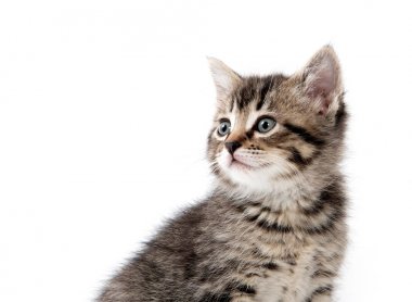 şirin tabby yavru kedi beyaz 