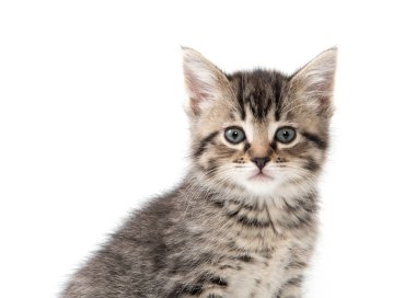 şirin tabby yavru kedi beyaz 