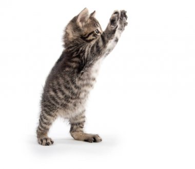 Arka ayakları üzerinde sevimli tekir kedi yavrusu