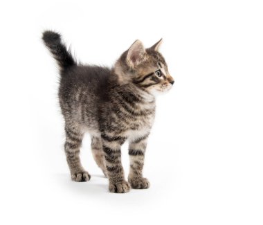 Beyaz arkaplanda tekir kedi
