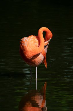 bir havuzda pembe flamingolar