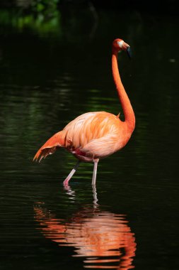 bir havuzda pembe flamingolar
