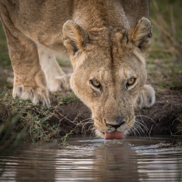 Löwenweibchen und Jungtier am Wasserloch — Stockfoto