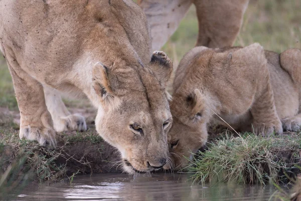 Female lion and cub at water hole