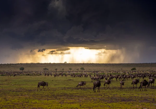 Masai mara tormenta — Foto de Stock