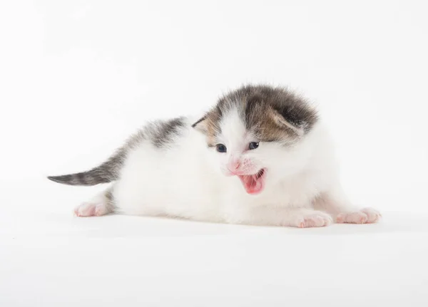 Lindo blanco tabby gatito aislado en blanco —  Fotos de Stock