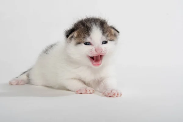 Cute white tabby kitten isolated on white — Stock Photo, Image