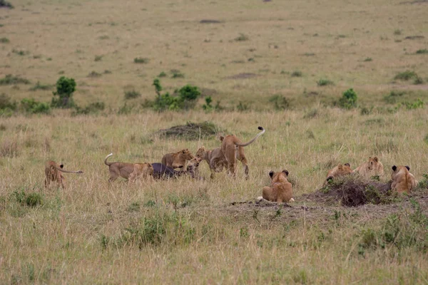 Λιοντάρι υπερηφάνεια σε ένα σκοτώσει — Φωτογραφία Αρχείου