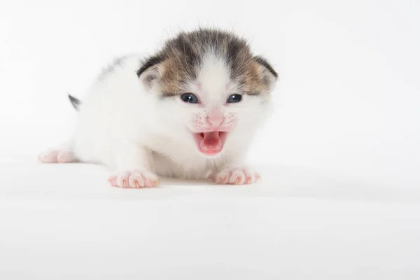 Ładny biały Tabby Kitten izolowane na białym — Zdjęcie stockowe