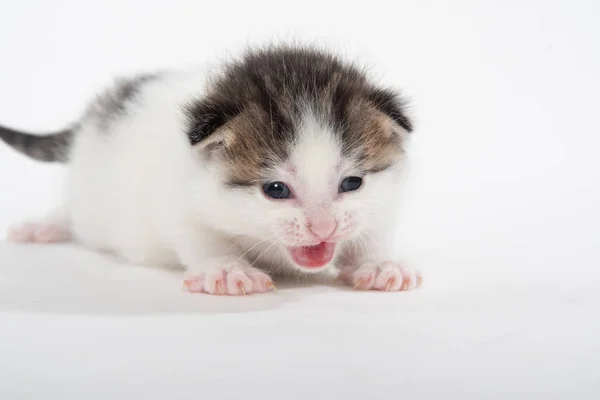 Ładny biały Tabby Kitten izolowane na białym — Zdjęcie stockowe