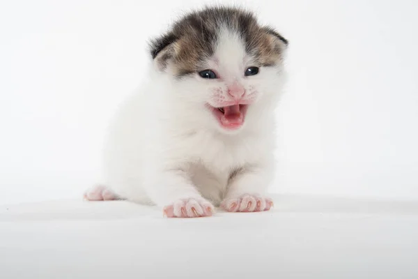 Ładny biały Tabby Kitten izolowane na białym — Zdjęcie stockowe