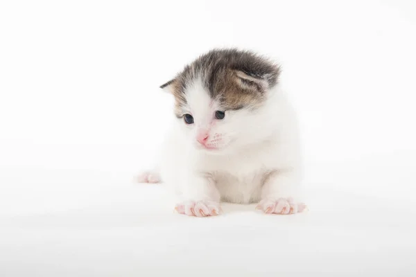 Cute white tabby kitten isolated on white — Stock Photo, Image