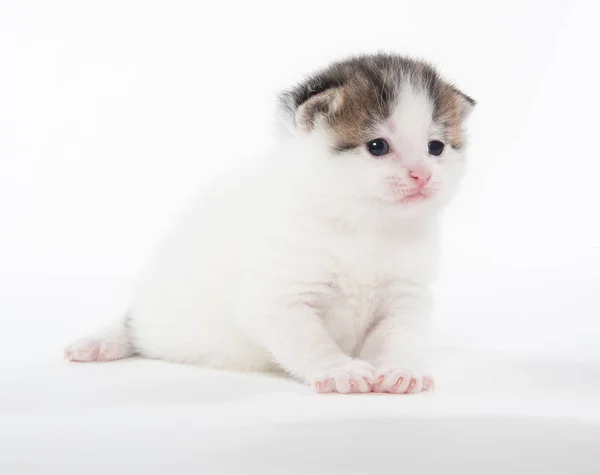 Söt vit tabby kattunge isolerad på vitt — Stockfoto