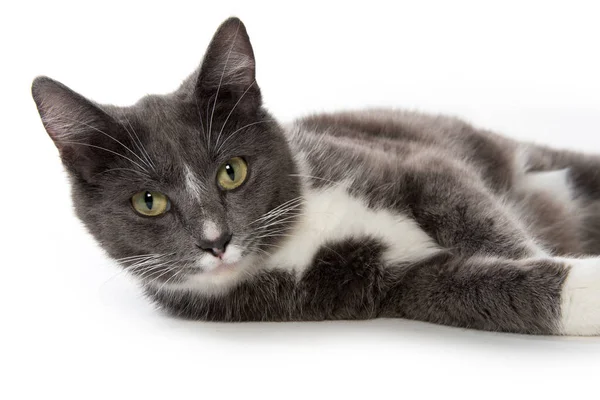 Adulto gato blanco y gris —  Fotos de Stock