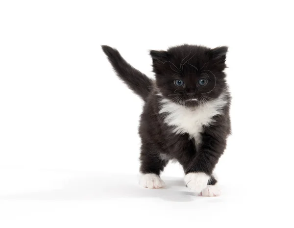 Söt svartvit kattunge — Stockfoto