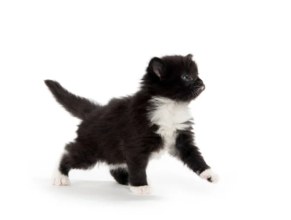 Gatinho preto e branco bonito — Fotografia de Stock