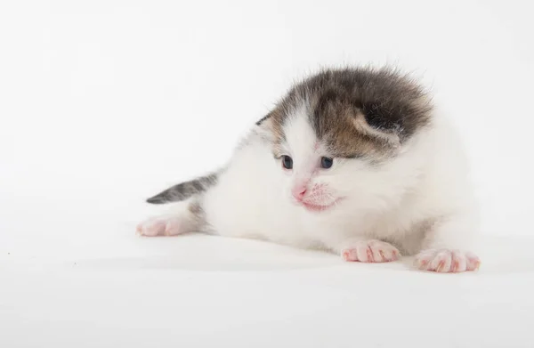Ładny biały Tabby Kitten izolowane na białym — Zdjęcie stockowe
