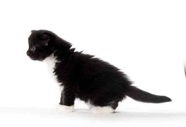 Carino gattino bianco e nero — Foto Stock