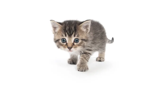 Cute tabby kitten on white — Stock Photo, Image