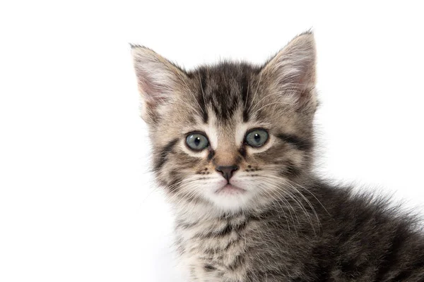 Lindo gatito tabby en blanco —  Fotos de Stock