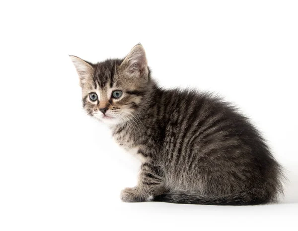 Lindo gatito tabby en blanco — Foto de Stock