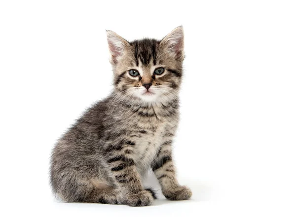 Lindo gatito tabby en blanco — Foto de Stock