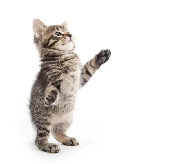 Leuk Katje zittend op wit — Stockfoto