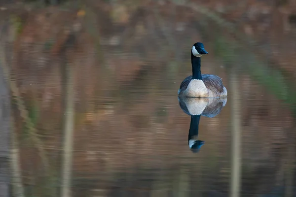Canada goose in small pond — Stock Photo, Image