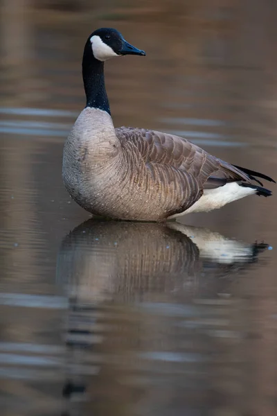 Canada Goose i liten damm — Stockfoto