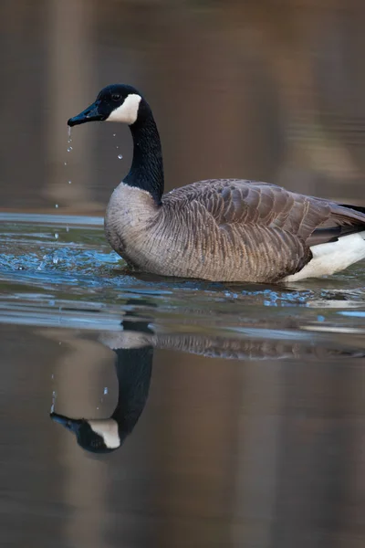 Canada Goose i liten damm — Stockfoto