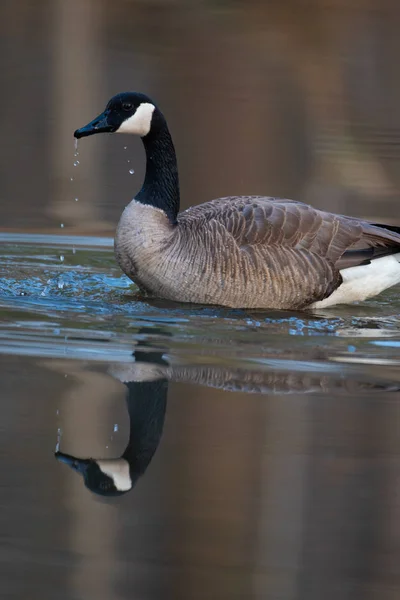 Husa kanadská v malém rybníku — Stock fotografie