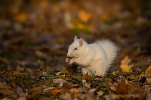 White squirrel in the woods — Stock Photo, Image